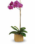 Pink orchid in a wooden pot